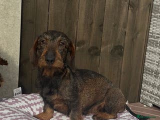 Dachshund dogs Wire haired daschund girl - Advert 3