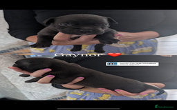 American Bully dogs for sale: Pocket bully pups - Image 22