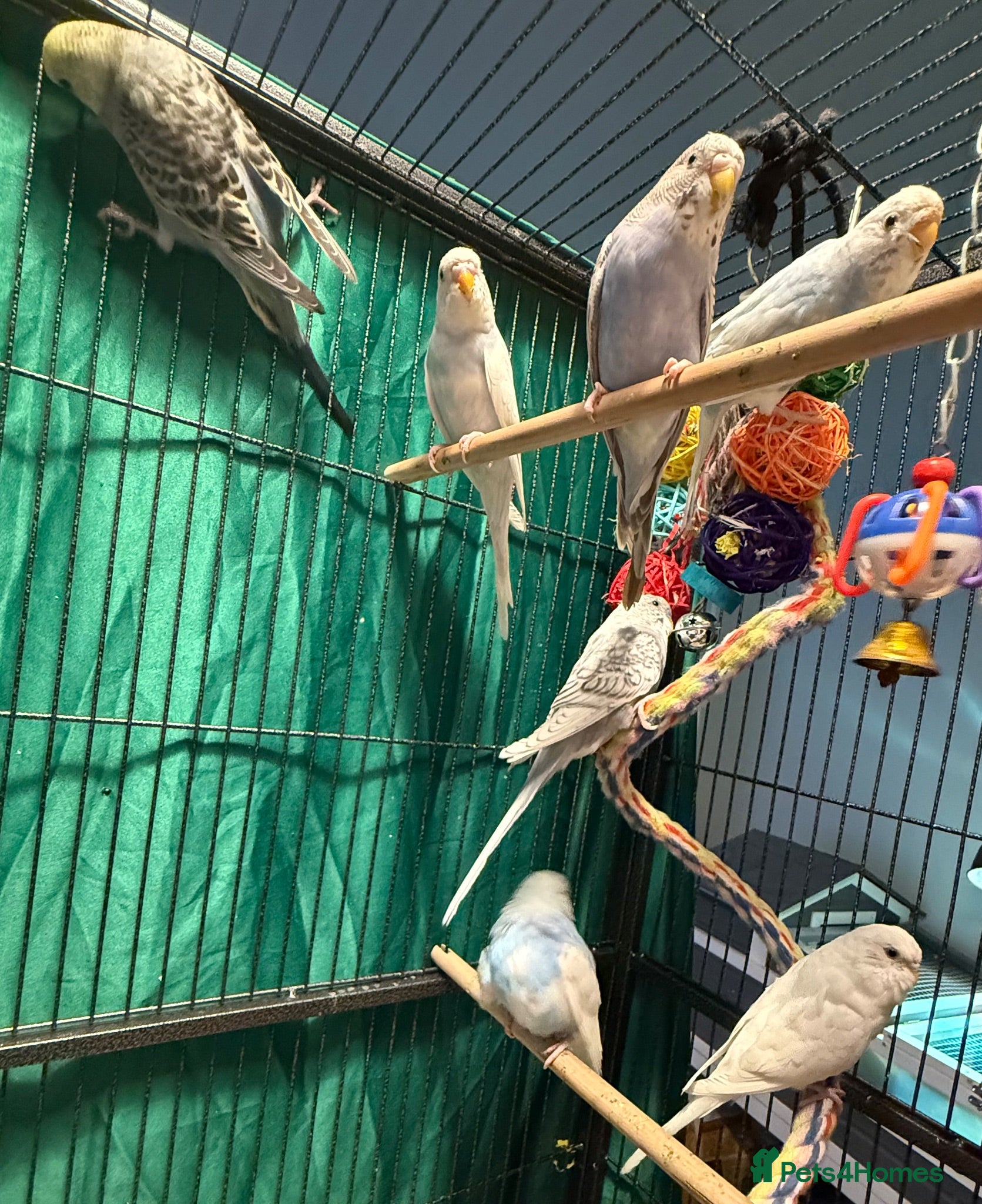 Budgerigars birds young  budgies available  Wa7  area   - Advert 2