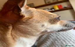 Chihuahua dogs for sale: Male Chihuahua looking for forever home - Image 13