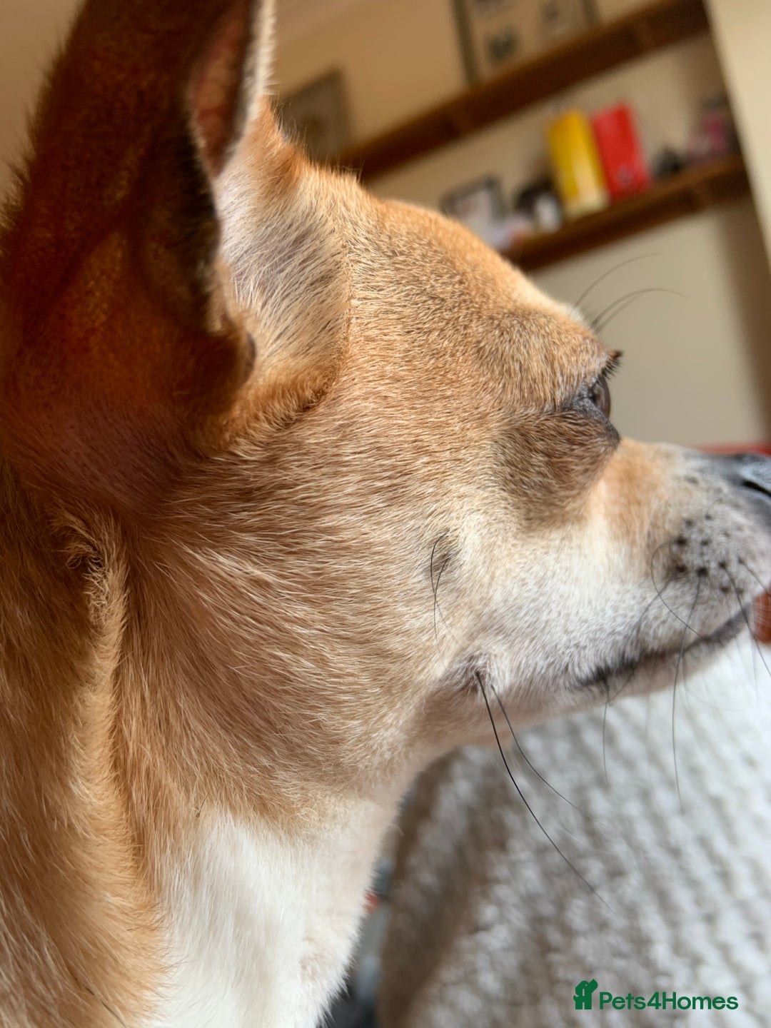 Chihuahua dogs for sale: Male Chihuahua looking for forever home - Image 13