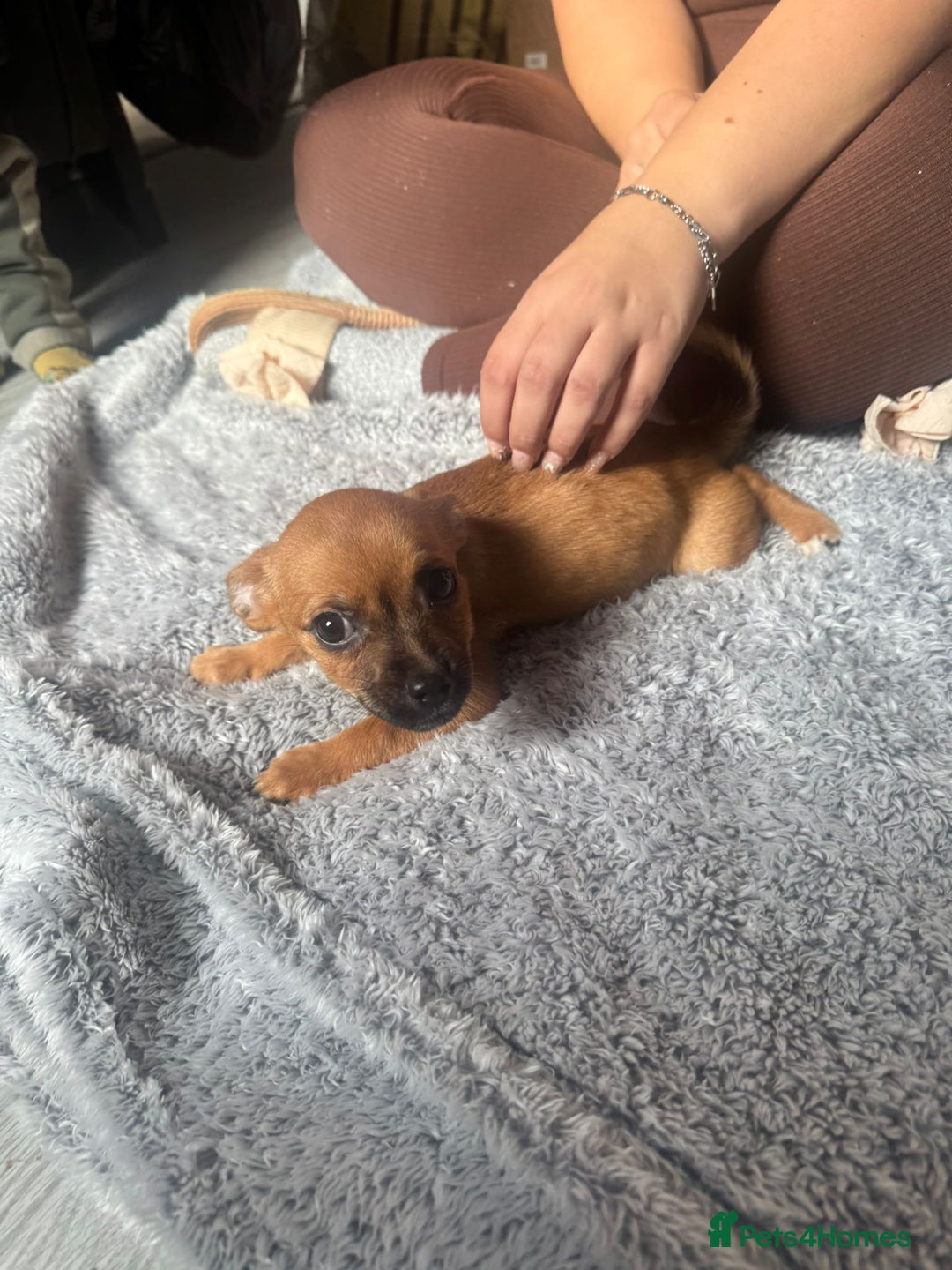 Mixed Breed dogs for sale: Chihuahua puppies £300 - Image 7