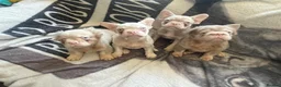 French Bulldog dogs for sale: Caramel pink miniature French bulldogs in Holyhead - Advert 4