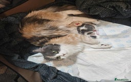 Ragdoll cats for sale: 🎄 Rare Ragdoll Kittens – Ready for Christmas! 🎄 - Advert 14