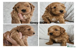 Mini Goldendoodle dogs for sale: Toy Golden Doodles ~ Mini, Loving & Hypoallergenic - Image 5
