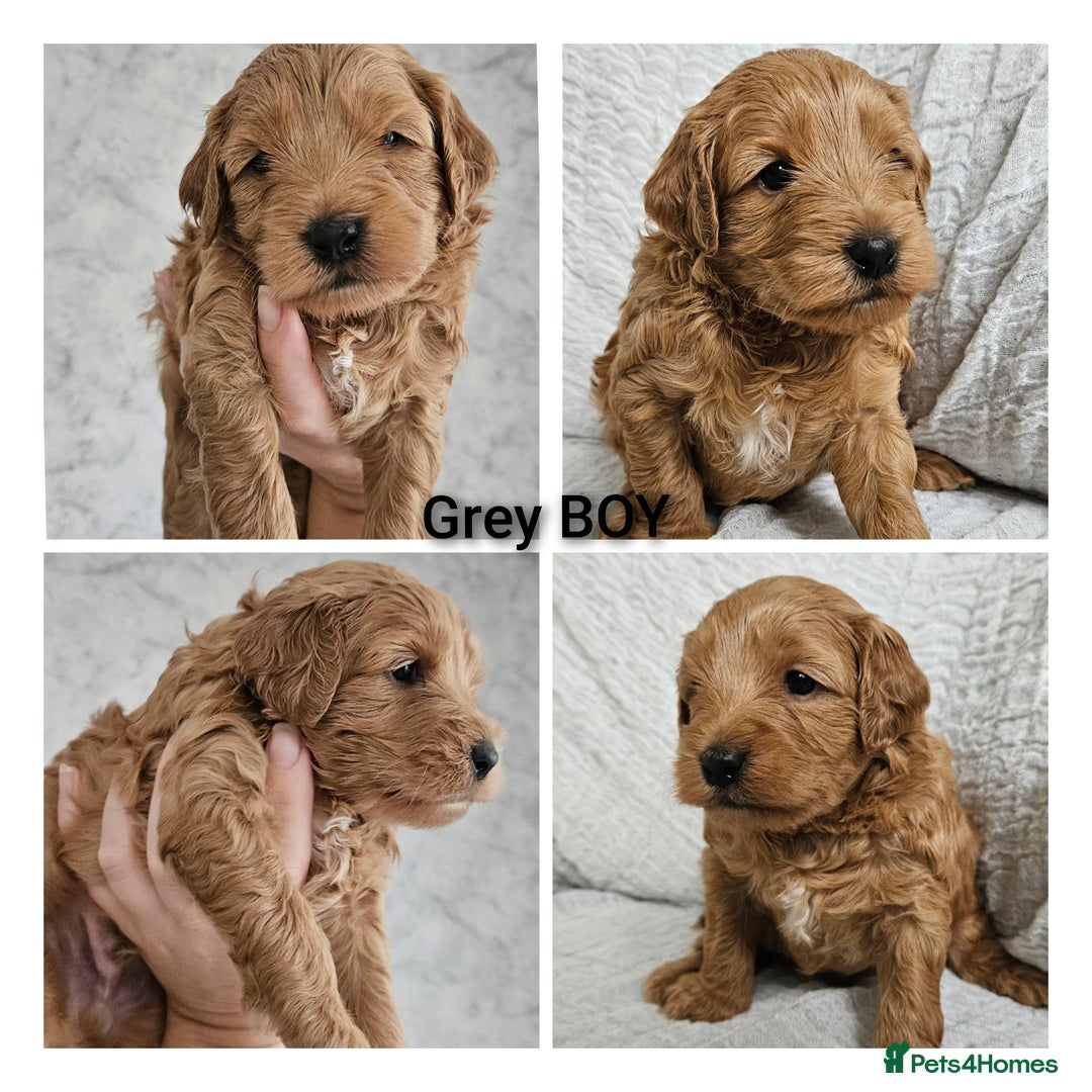 Mini Goldendoodle dogs for sale: Toy Golden Doodles ~ Mini, Loving & Hypoallergenic - Image 5