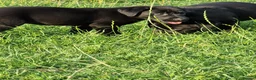 Labrador Retriever dogs for sale: 5 beautiful labrador pups looking forever homes  - Advert 4