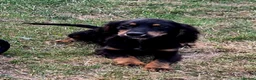 Cocker Spaniel dogs for sale: Beautiful working cocker spaniel puppies in Wickford - Advert 5