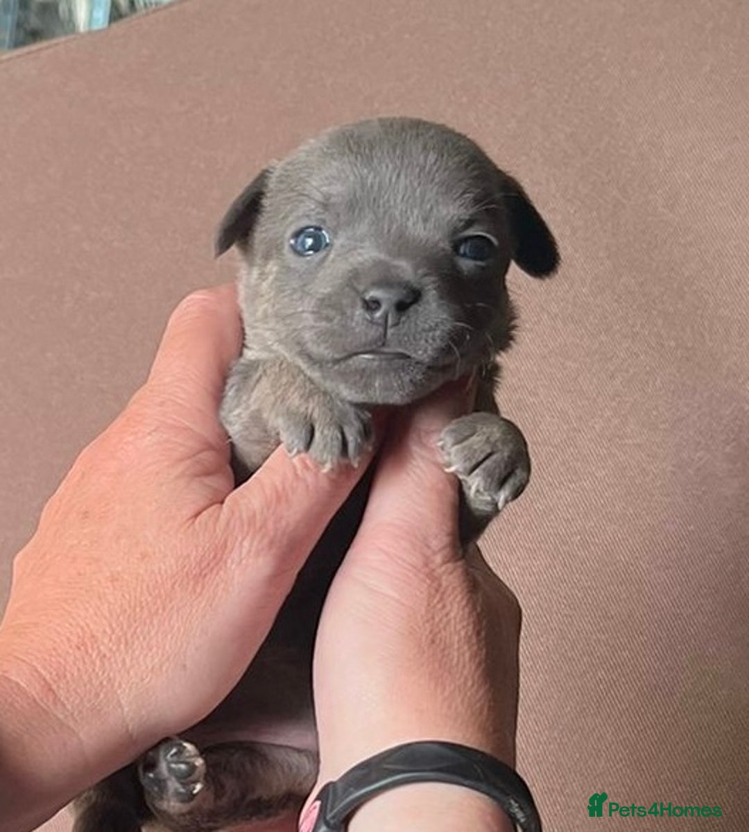 Jack Russell dogs for sale: Blue & Black Brindle Jack Russells - Image 3