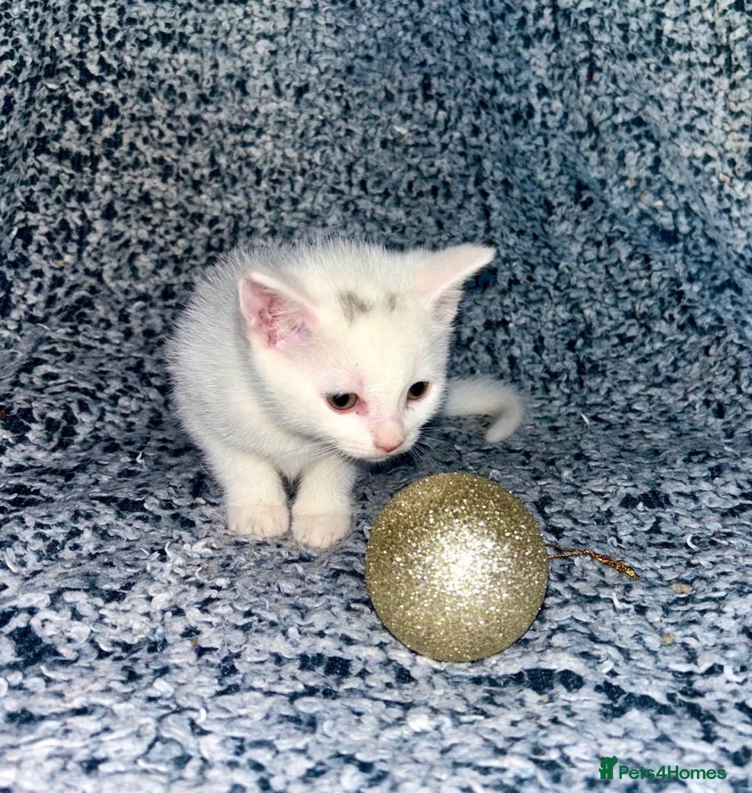 Turkish Angora cats for sale: X2 Turkish Angora Kittens - ready to leave! - Advert 4