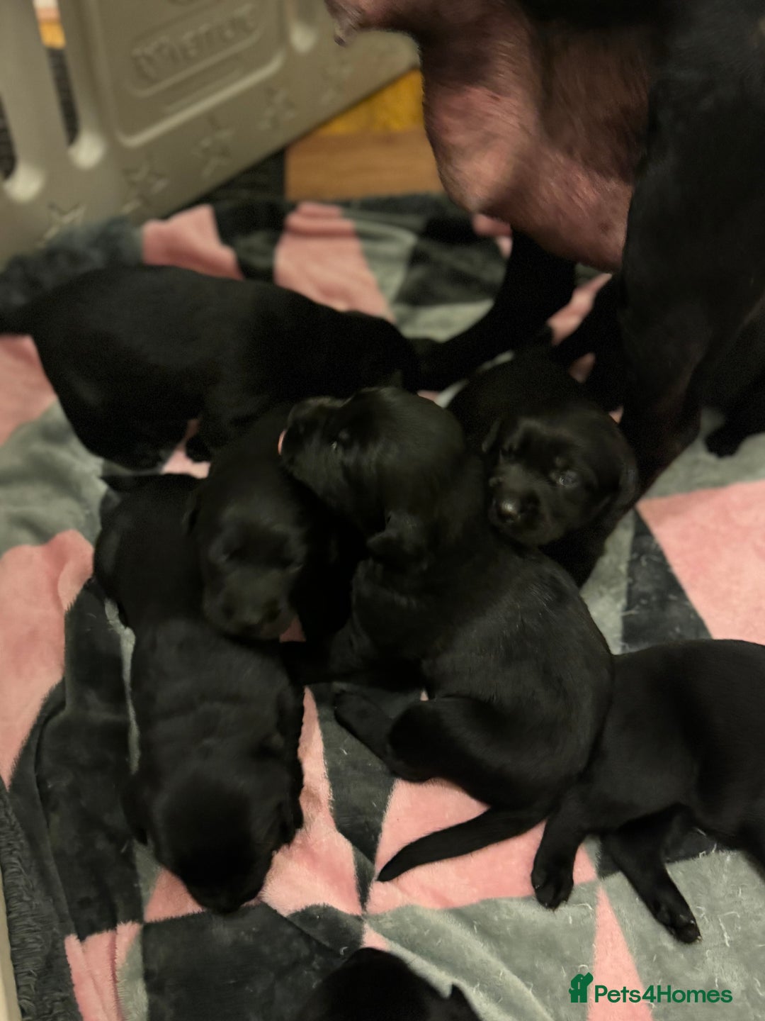 Labrador Retriever dogs for sale: Adorable Family-Raised Puppies 🐶✨ - Advert 10