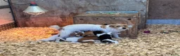 Jack Russell dogs for sale: Jack Russell puppies - Advert 3