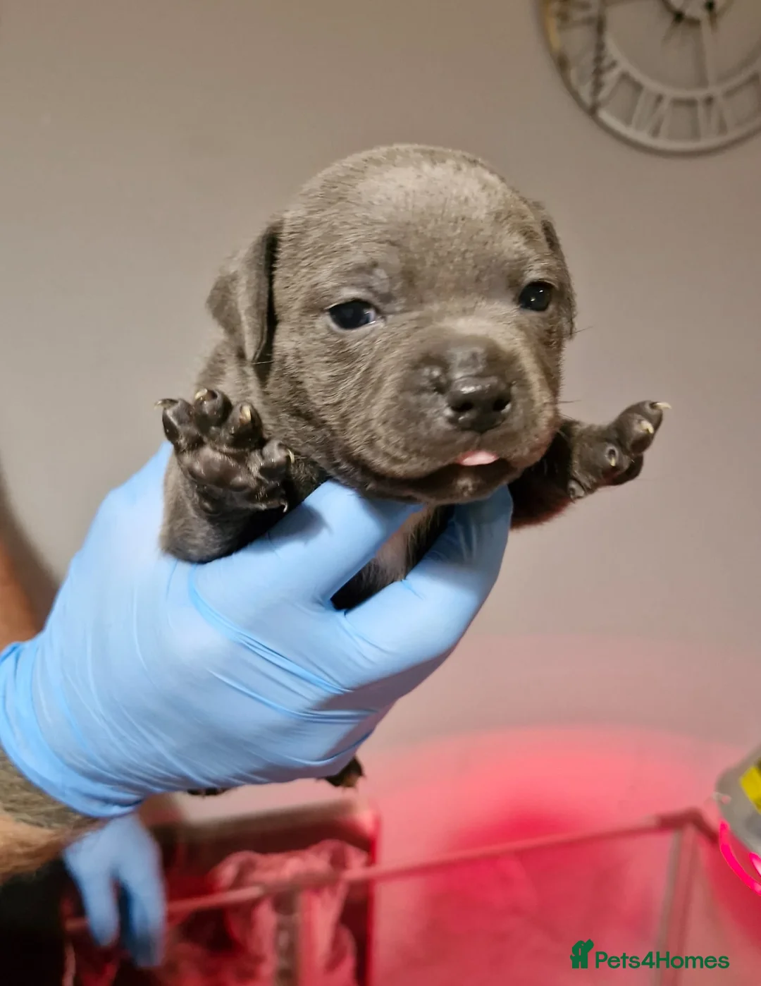 Staffordshire Bull Terrier dogs for sale: KC Staffordshire puppies champion lines - Advert 12