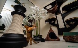 Abyssinian cats for sale: Vanilla Boy-Exceptional Abyssinian-Champion line - Advert 24