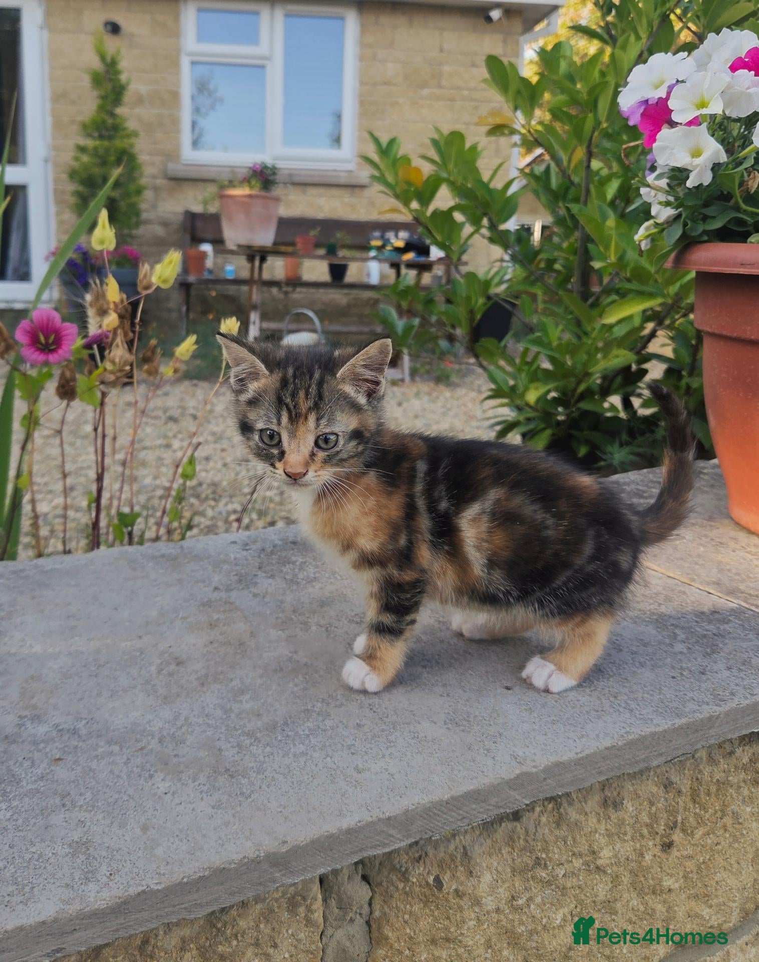 British Shorthair cats Beuatiful black, ginger and white kitten. - Advert 1