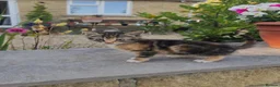 British Shorthair cats for sale: Beuatiful black, ginger and white kitten. - Advert 1
