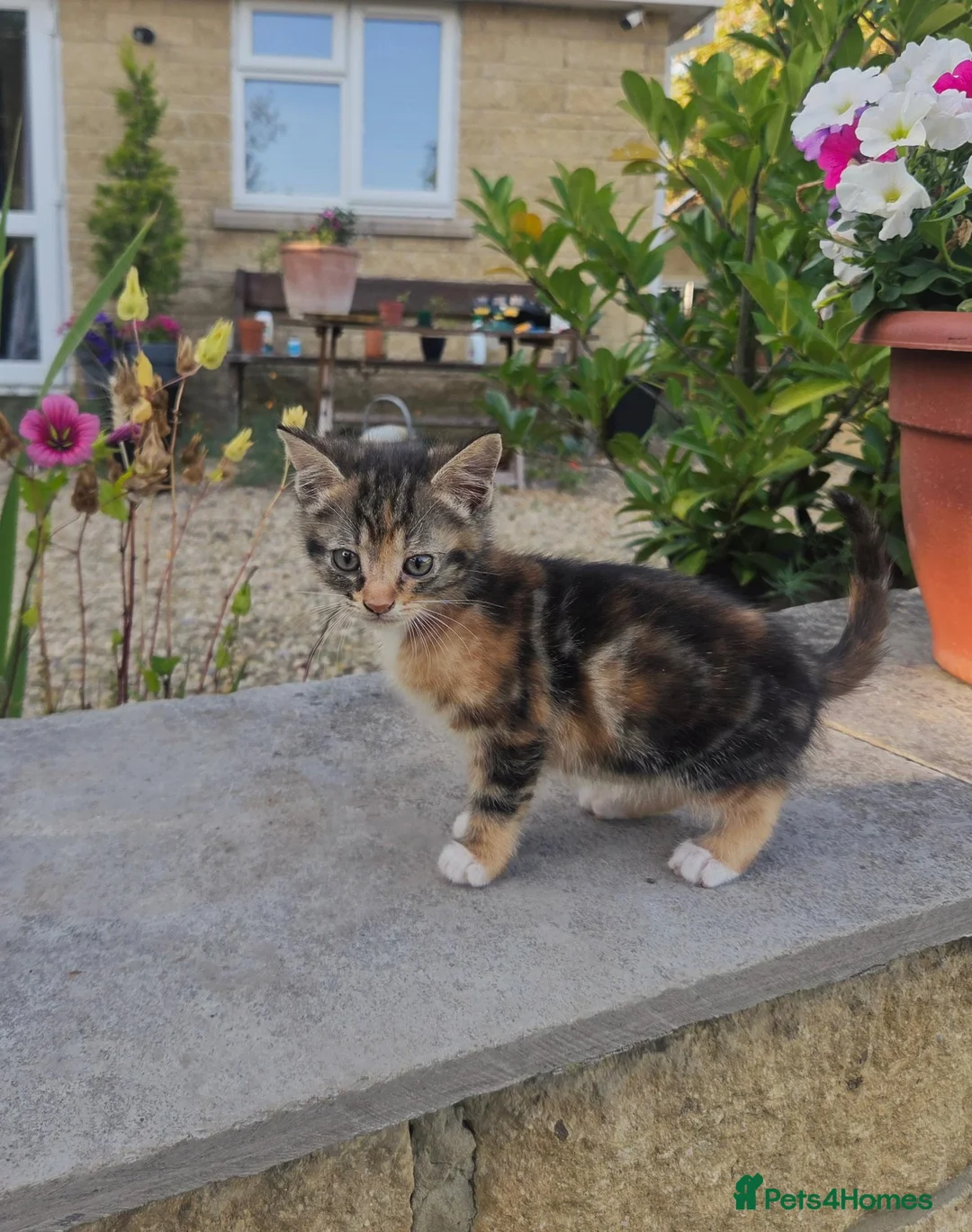 British Shorthair cats for sale: Beuatiful black, ginger and white kitten. - Advert 1