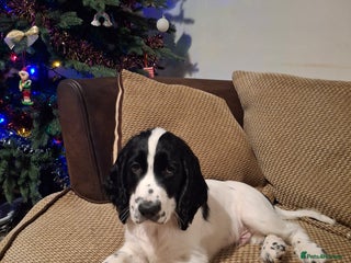 Cocker Spaniel dogs Our last pup - Ready now - KC Reg cocker spaniel! - Advert 17