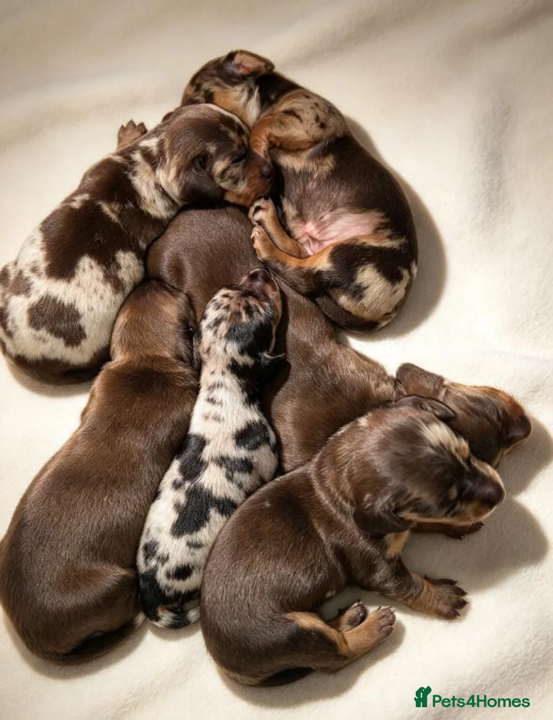 Miniature Dachshund dogs for sale: Dapple Miniature Dachshund in Leeds - Advert 11