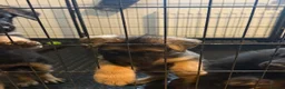 German Shepherd dogs for sale: 1 BOY LEFT!!!!!!Ready to go to new family  - Advert 4