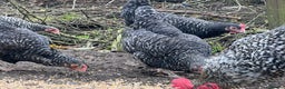 Chickens poultry for sale: Purebred Maran chickens, 11 months old - Advert 5