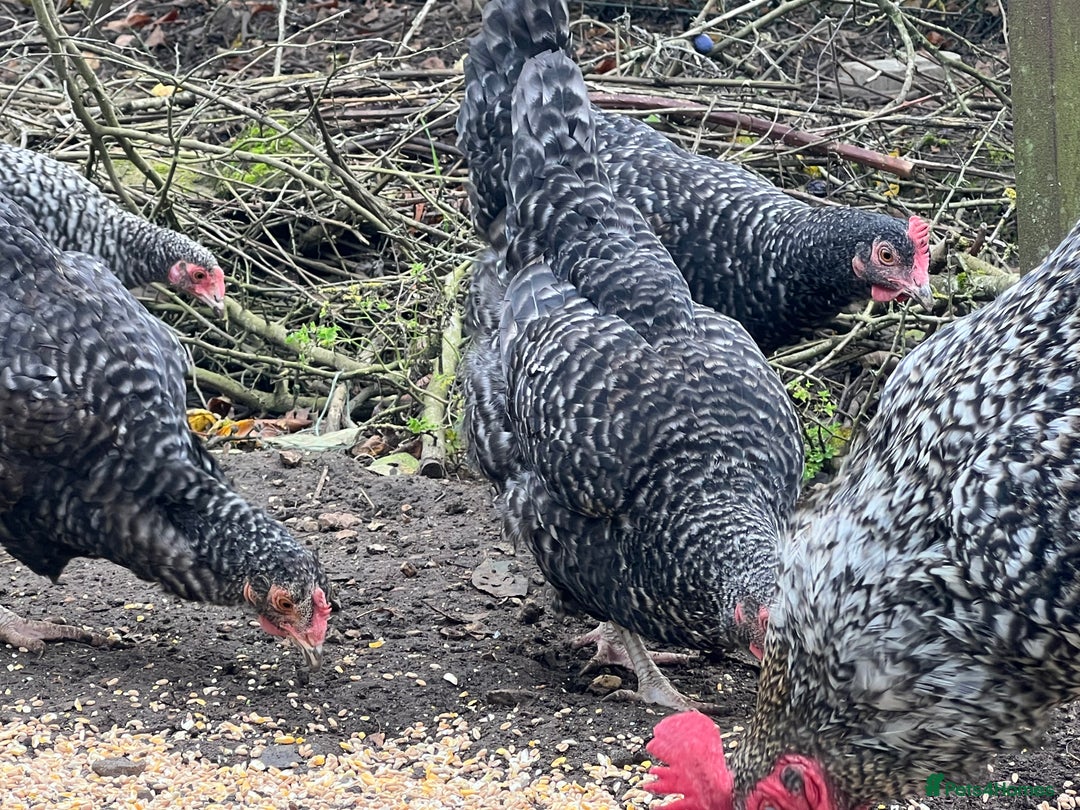 Chickens poultry for sale: Purebred Maran chickens, 11 months old - Advert 5
