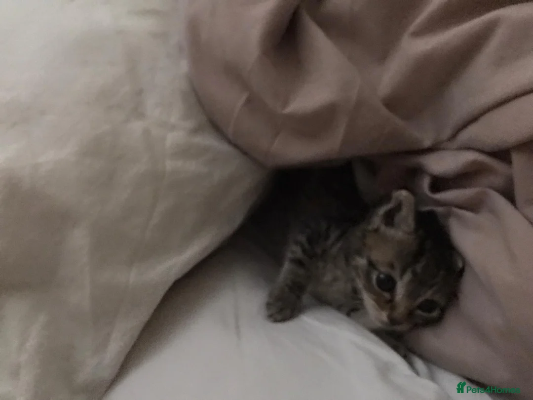 Mixed Breed cats for sale: Affectionate Tabby Princess - Advert 10