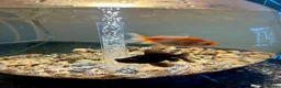 Goldfish fish for sale: Goldfish (Black Moor and Fancy Orange)  in Loughborough - Advert 4