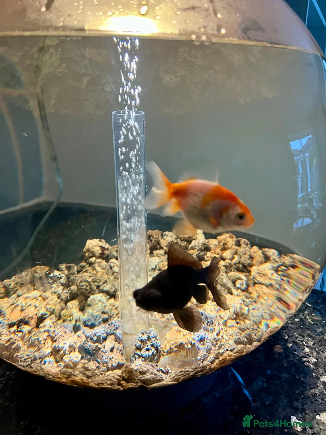 Goldfish fish for sale: Goldfish (Black Moor and Fancy Orange)  in Loughborough - Advert 4