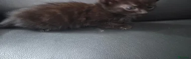 Mixed Breed 2