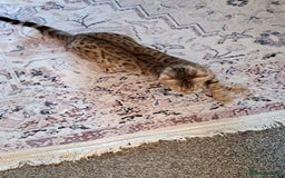 Bengal cats for sale: Beautiful bengal girl for sale - Image 2