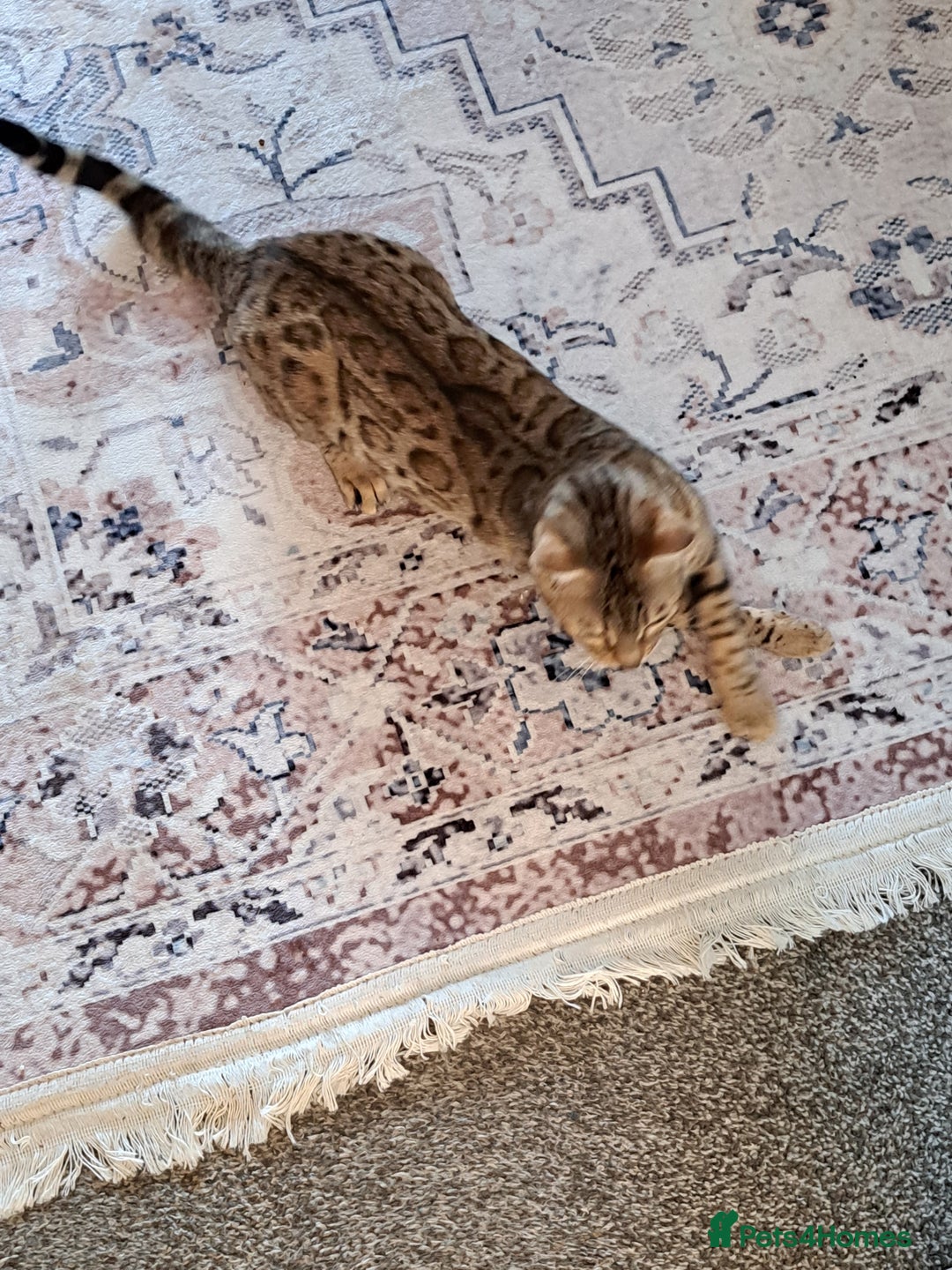 Bengal cats for sale: Beautiful bengal girl for sale - Image 2