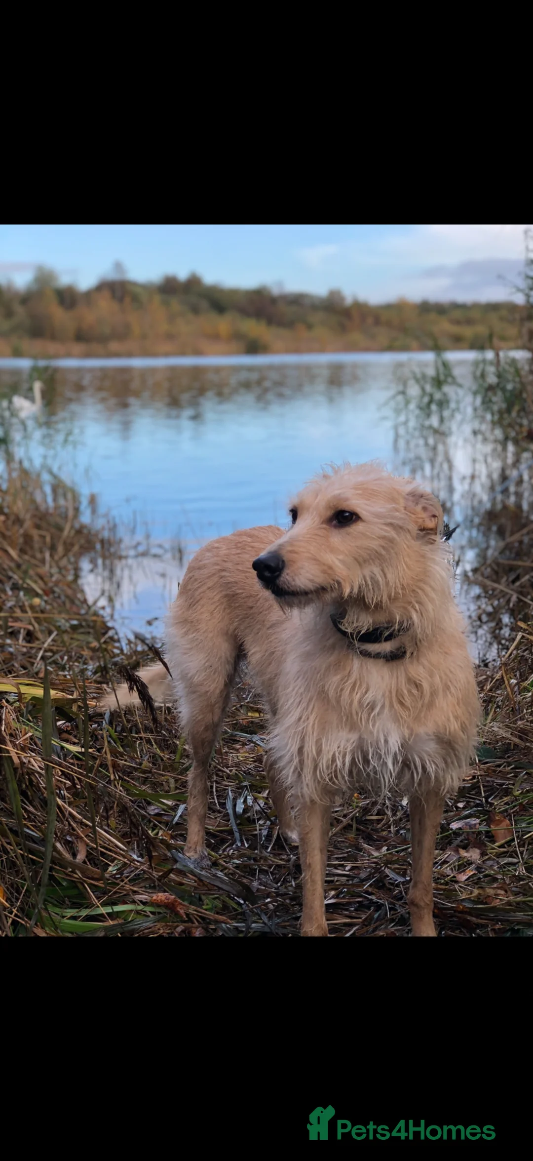 Lurcher dogs for sale: Lurcher pup male - Advert 6