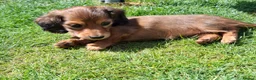 Miniature Dachshund dogs for sale: Mini Long Haired Daschund 2 girls left - Advert 6