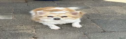Chihuahua dogs for sale: New home needed  - Advert 4