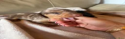Miniature Dachshund dogs for sale: KC miniature dachshunds  - Advert 4