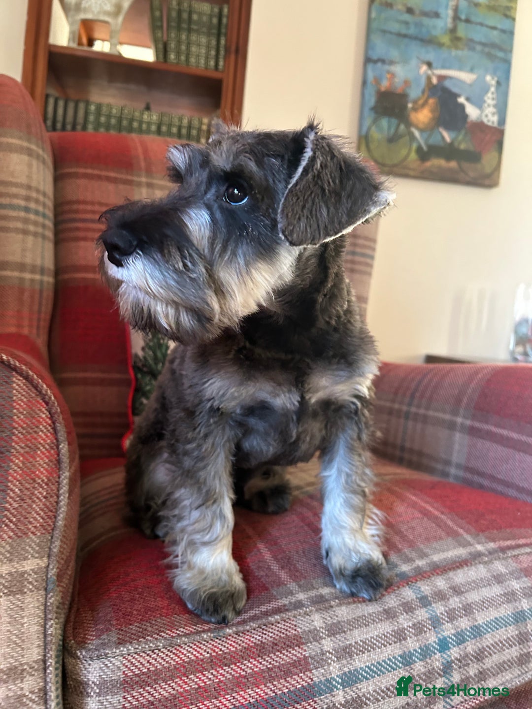 Miniature Schnauzer dogs for sale: KC registered, health tested boy ready now - Advert 2
