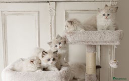 Ragdoll cats for sale: Amazing Ragdoll kittens - Image 9