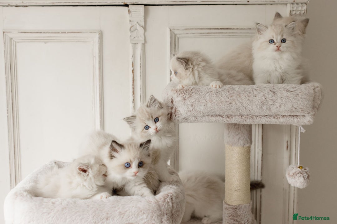 Ragdoll cats for sale: Amazing Ragdoll kittens - Image 9