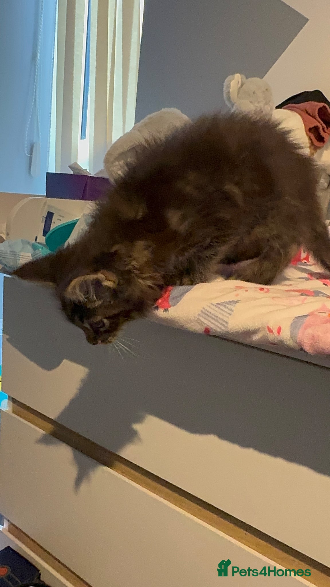 Maine Coon cats for sale: 4 full Maine Coon for sale  - Advert 9