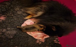 Pomeranian dogs for sale: Adorable KC Reg Pomeranian Pup– Orange Sable Boy - Image 3