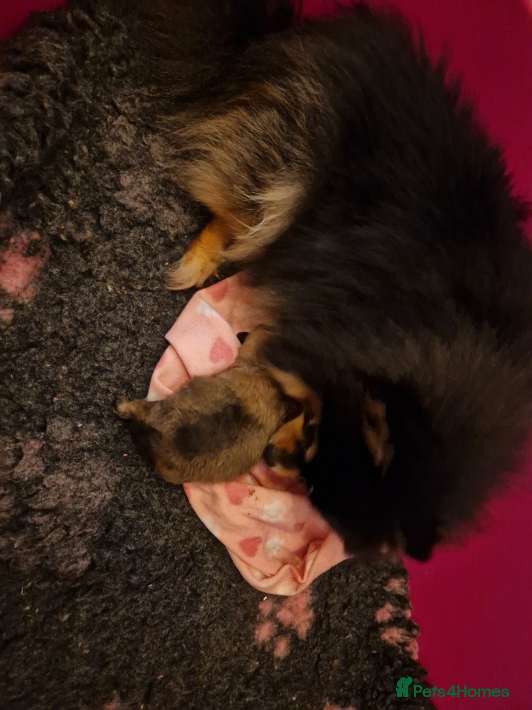 Pomeranian dogs for sale: Adorable KC Reg Pomeranian Pup– Orange Sable Boy - Image 3