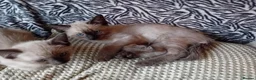 Mixed Breed cats for sale: Ragamise kittens - Advert 5