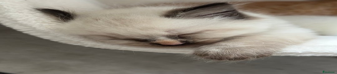 Ragdoll Kitten 3