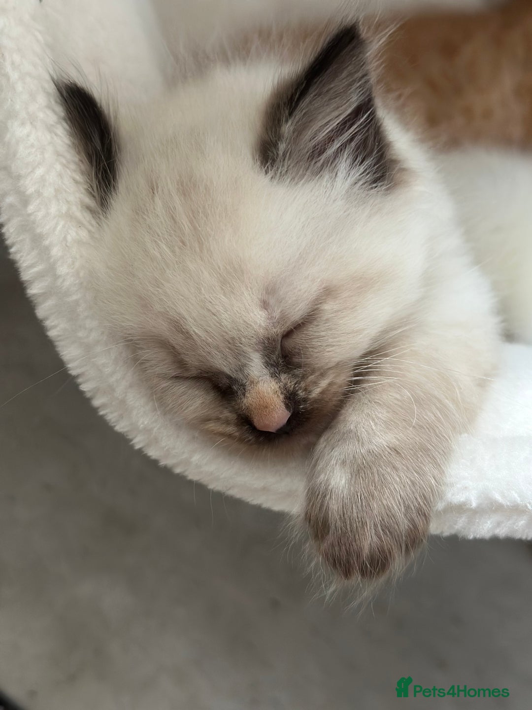 Ragdoll cats for sale: Ragdoll mix kittens (Only 1 Boy Left) - Image 9