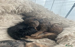 Cockapoo dogs for sale: Fb2 miniature cockapoo - Advert 14