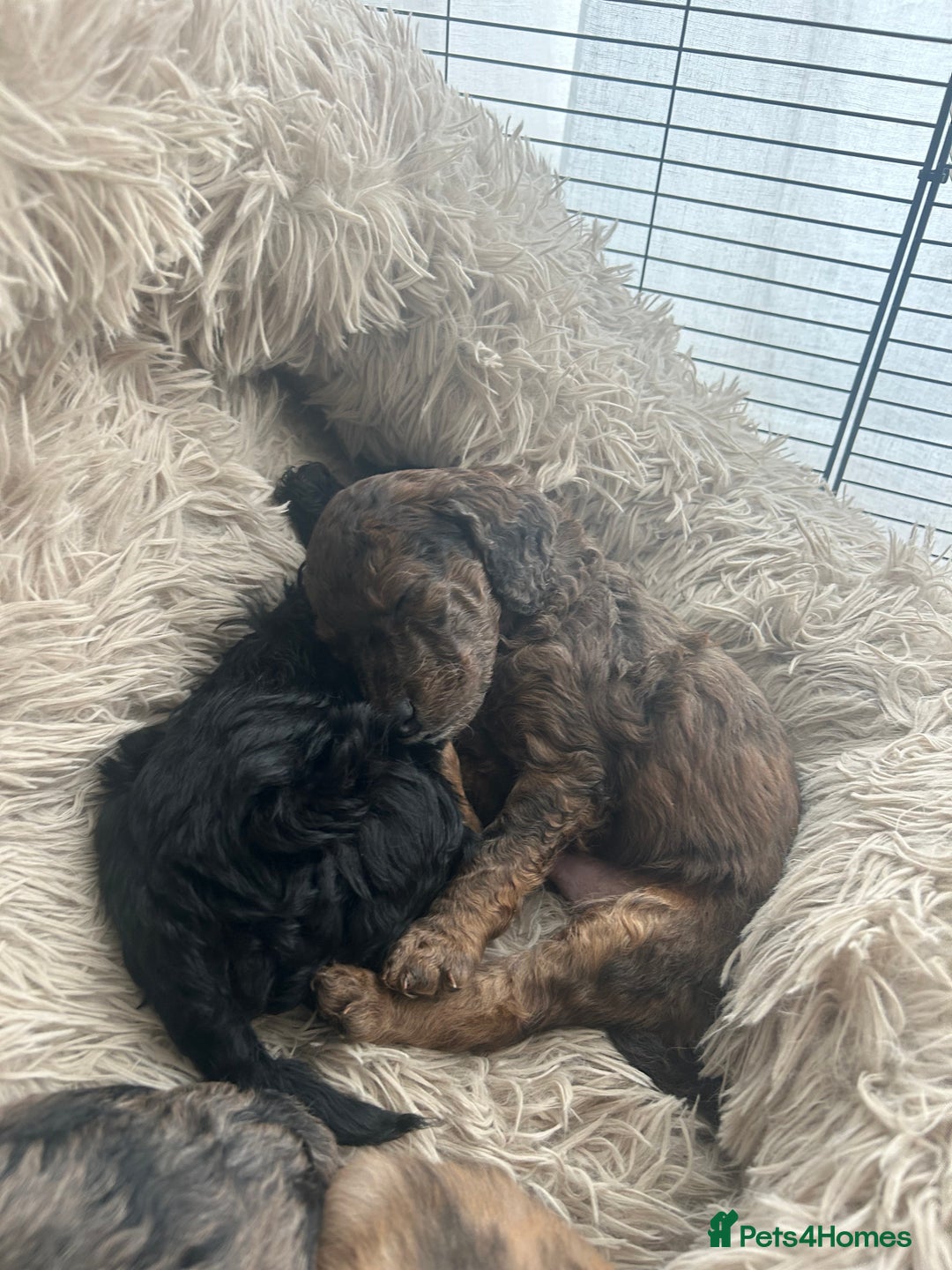 Cockapoo dogs for sale: Fb2 miniature cockapoo - Advert 14