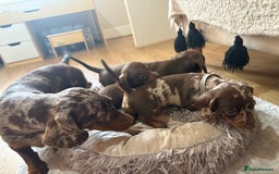 Miniature Dachshund dogs for sale: Miniature Dachshund puppies 🐶  - Image 20