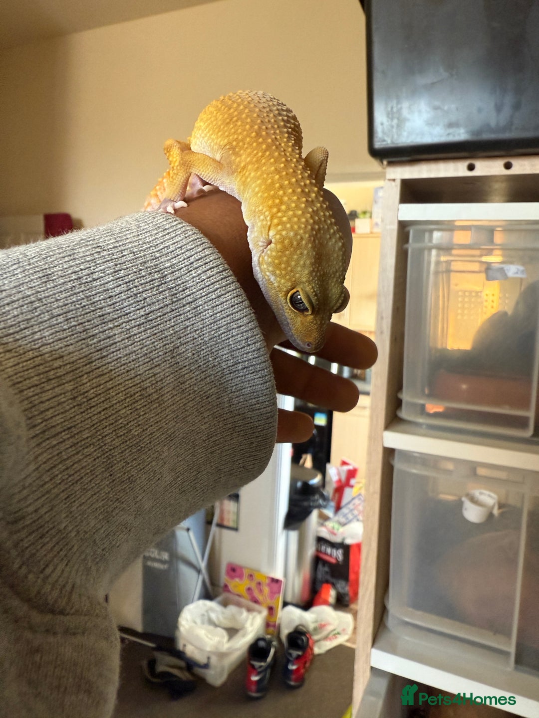 Leopard Gecko reptiles for sale: Leopard geckos for sale  - Advert 9
