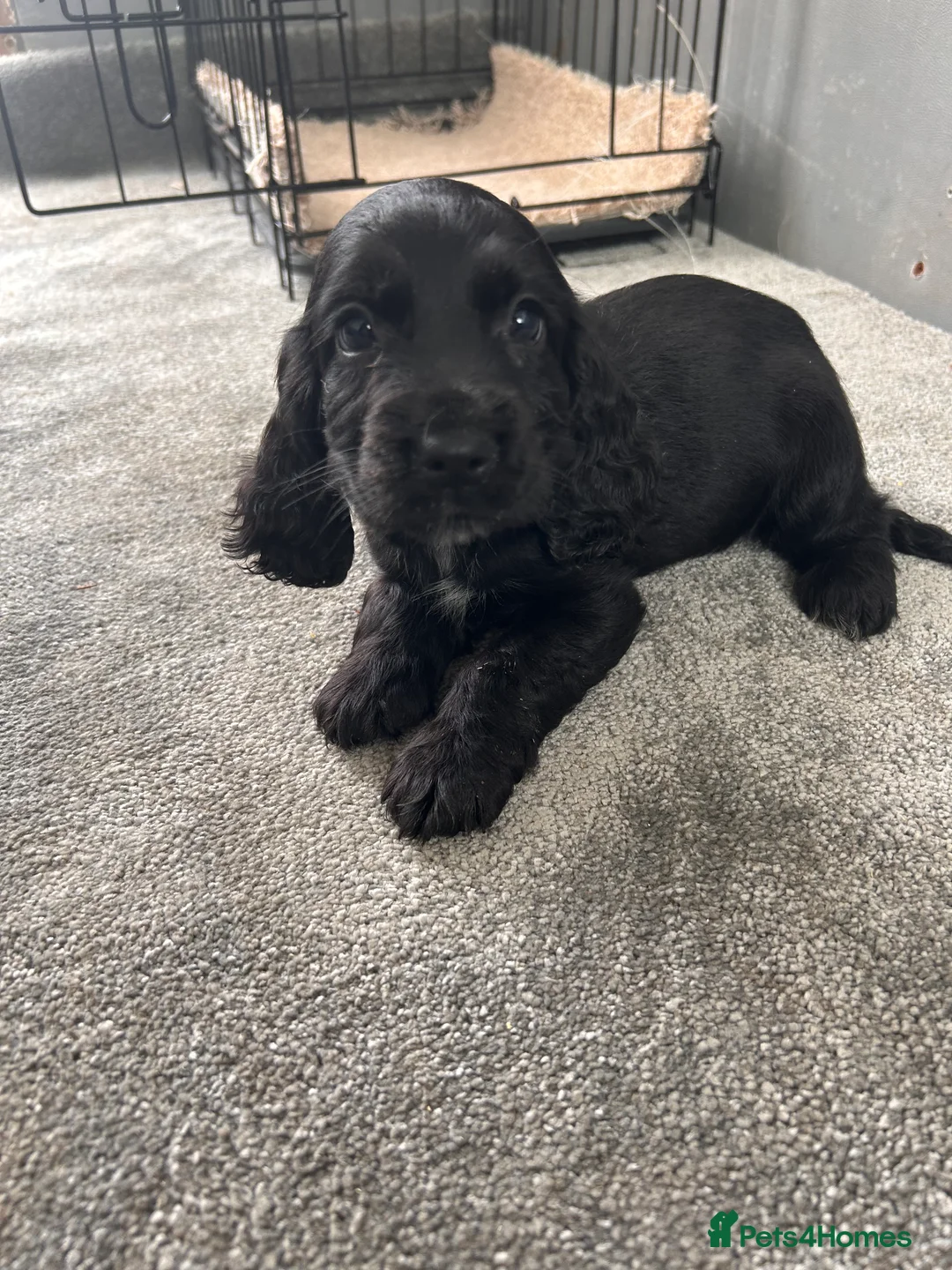 Cocker Spaniel dogs for sale: Cocker spaniel puppies  in Manchester - Advert 21